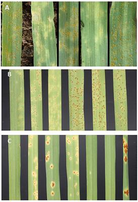 High-Density Mapping of Triple Rust Resistance in Barley Using DArT-Seq Markers